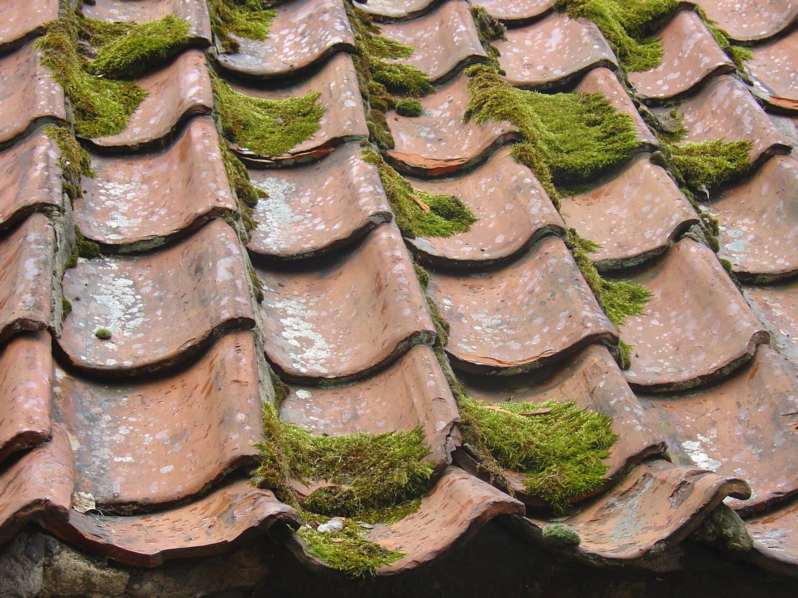 Ceramiczne pokrycie dachu zarośnięte mchem i porostami przed renowacją